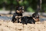 YORKSHIRE TERRIER 441